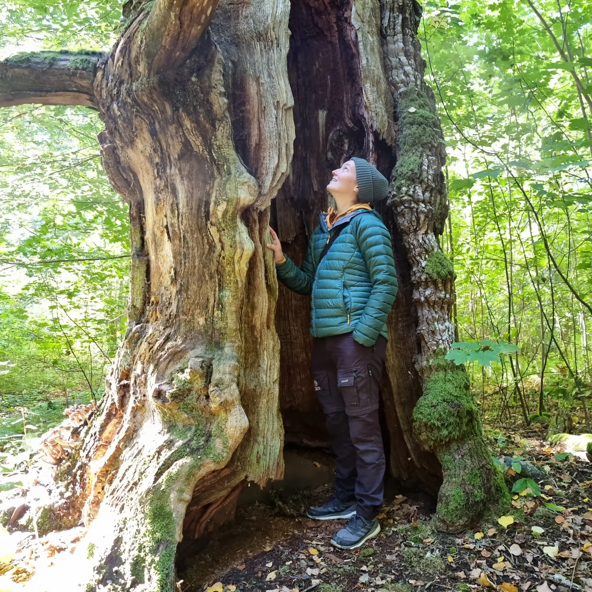 Jana in einem großen, alten Baum mit dem Blick nach oben