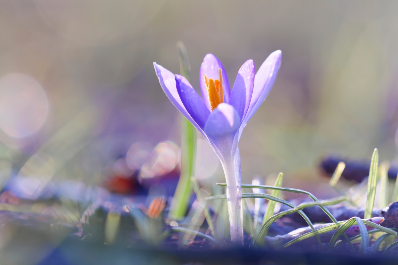 Der Frühling kommt